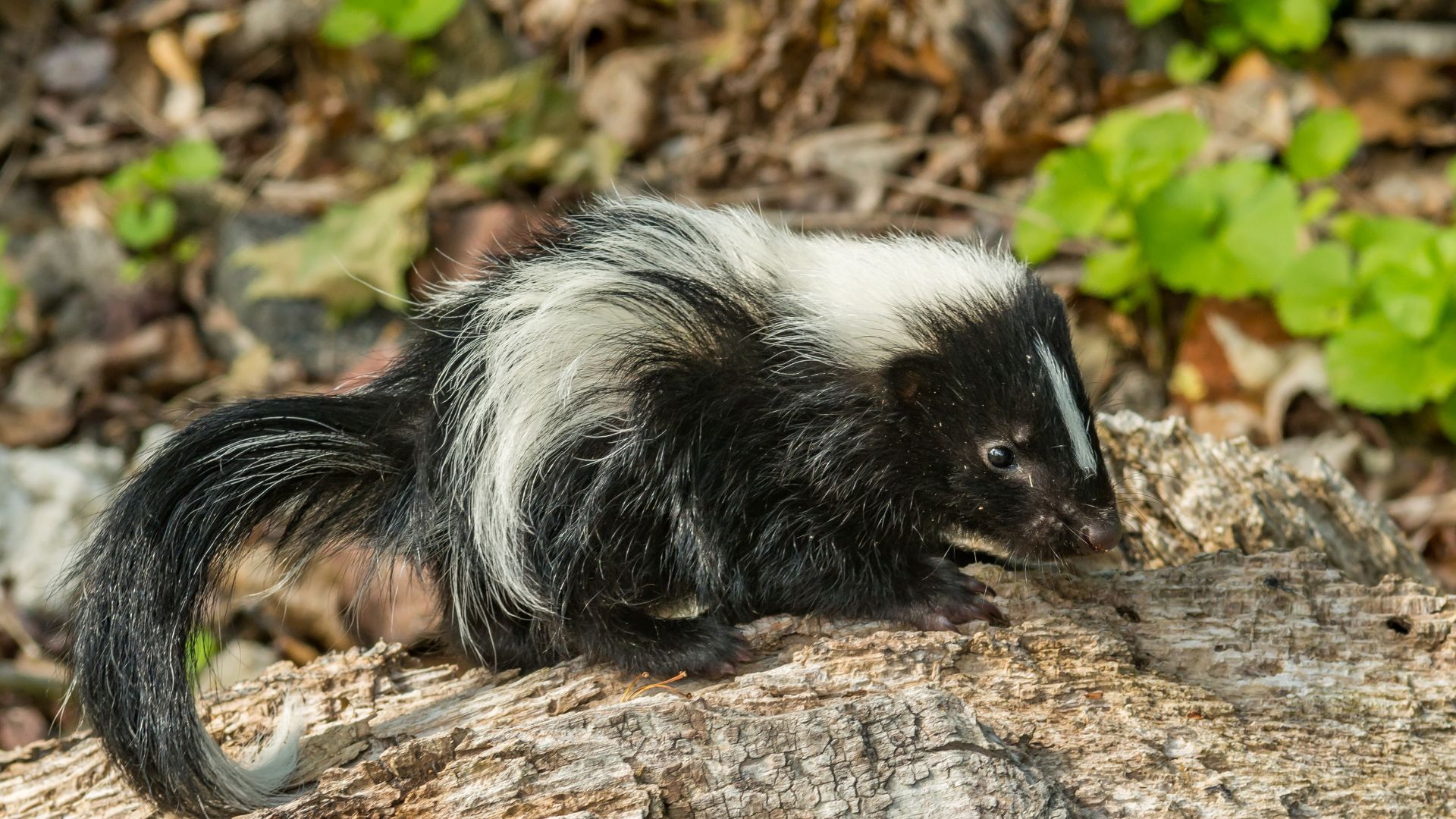 12 Animals That Can Scare Off Skunks And Protect Your Property