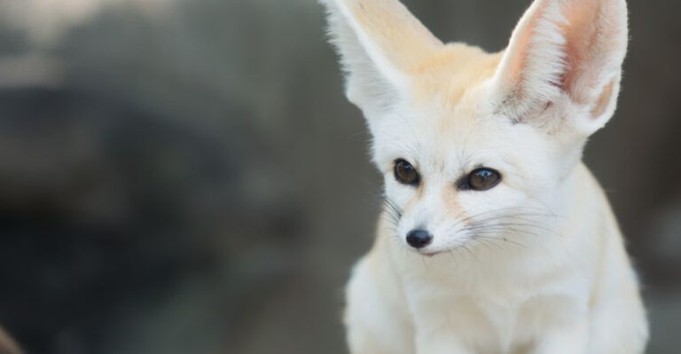 12 Animals With The Most Impressive Hearing Abilities
