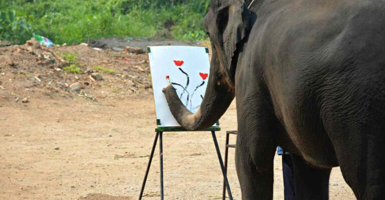 12 Animals With Unique Behaviors Only Found In Captivity