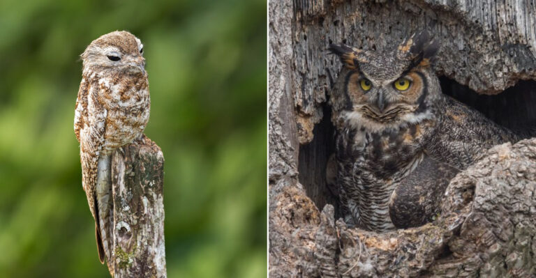 12 Birds That Use Camouflage To Blend Into Their Surroundings