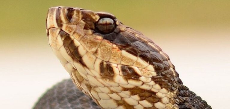 12 Dangerous Water Snakes Found In Texas