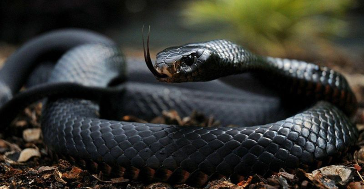 12 Deadly Snakes Hiding In Unexpected Places On Earth