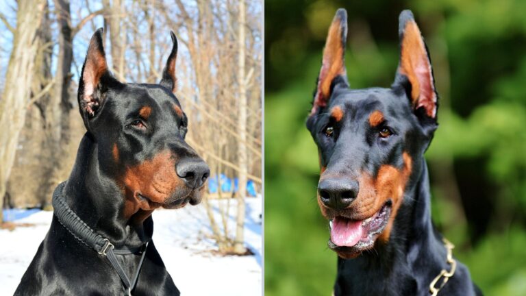 12 Defining Traits That Set American And European Dobermans Apart