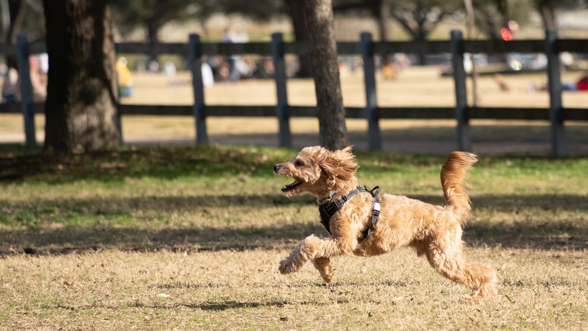 12 Dog Breeds Most Likely To Run Away (And 12 That Prefer To Stay Close To Home)