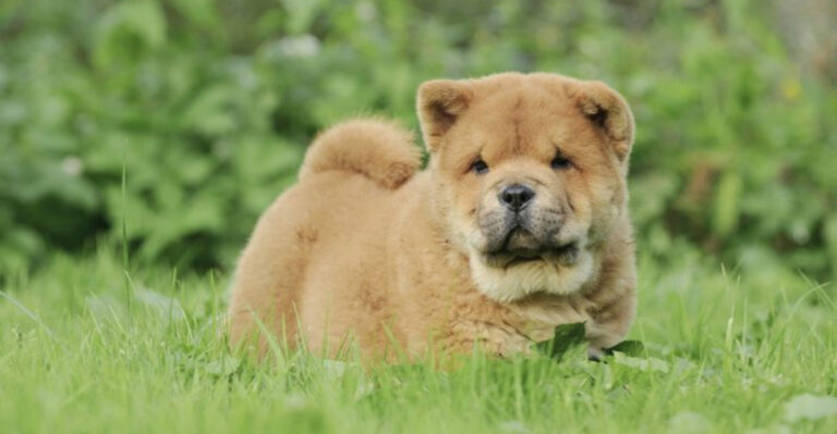 12 Dog Breeds That Look Unrecognizable As They Grow