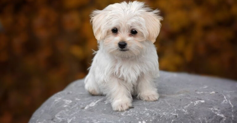 12 Dogs That Always Look Young And Adorable