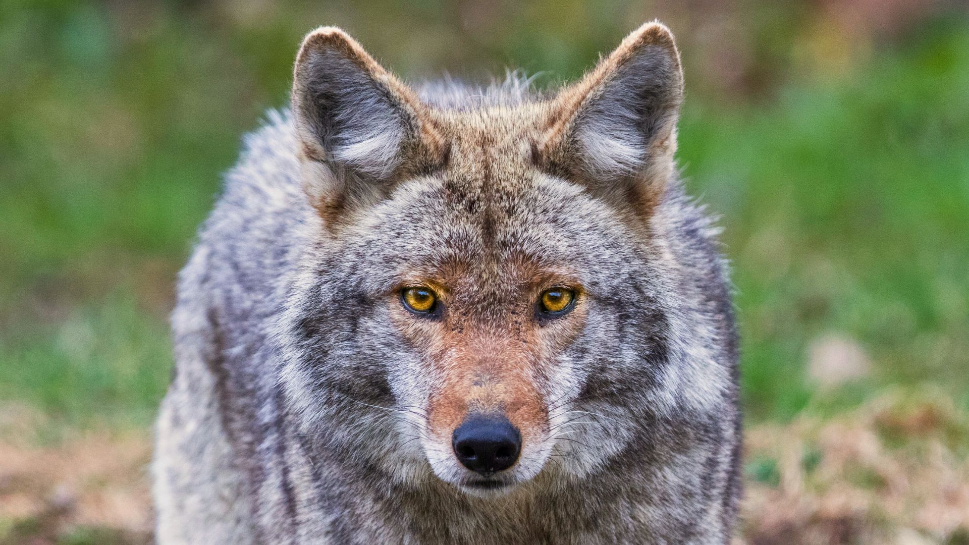 12 Essential Steps To Take If You See A Coyote In Your Yard