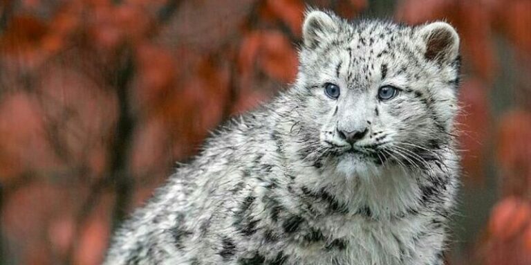 12 Fascinating Creatures You Rarely Get To See In The Wild