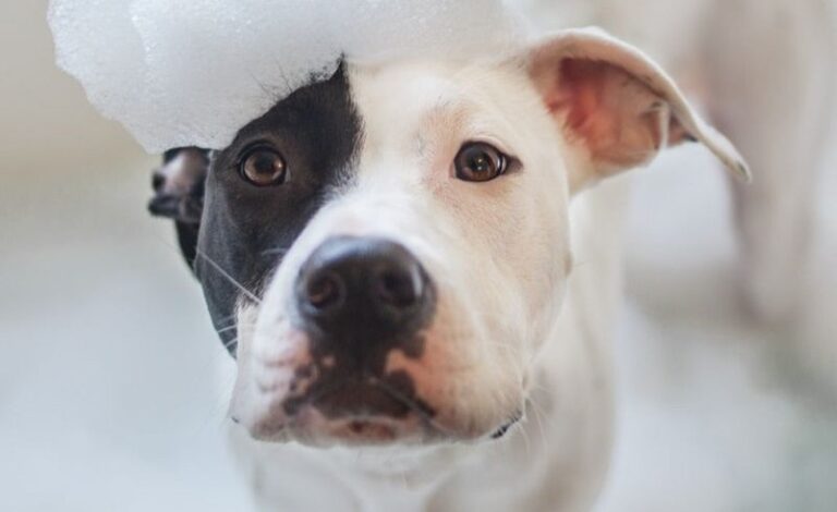 12 Genius Ways To Banish That Doggy Smell For Good