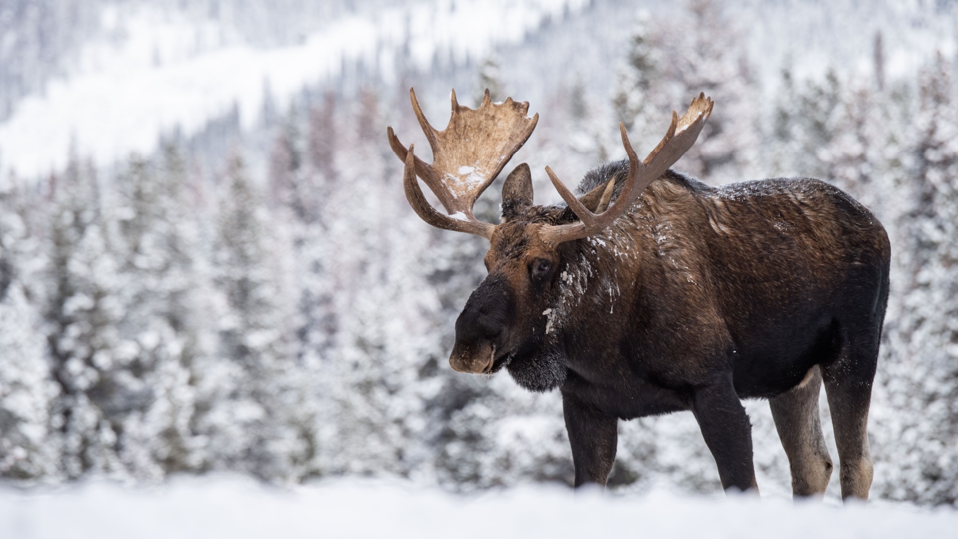 12 Largest Animals In North America And Where To Find Them