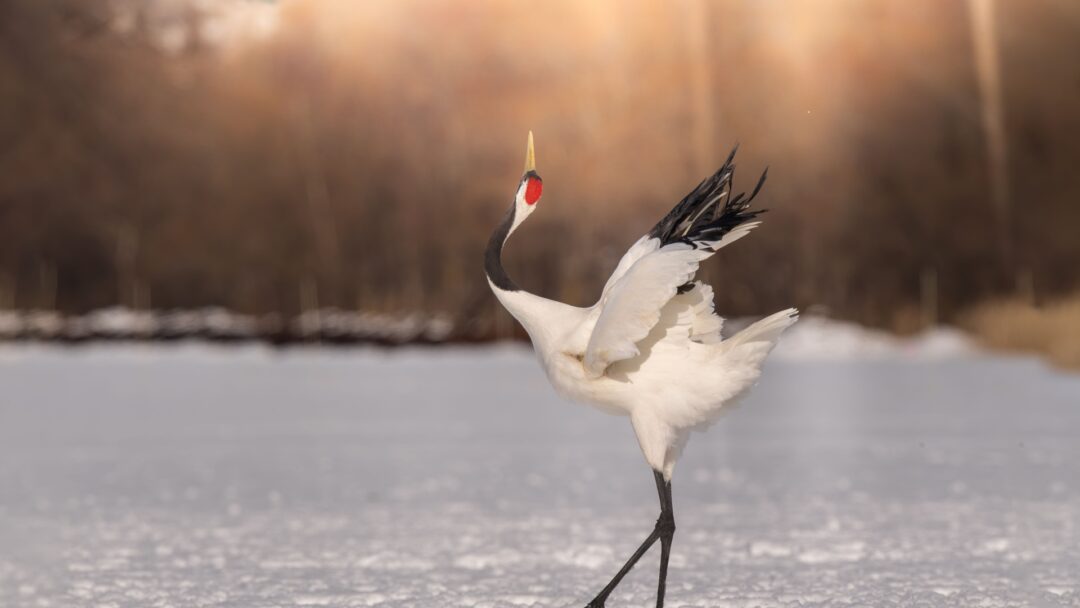 12 Longest Living Bird Species In The Wild 12 longest living bird species in the wild