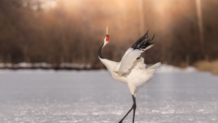 12 Longest-Living Bird Species In The Wild