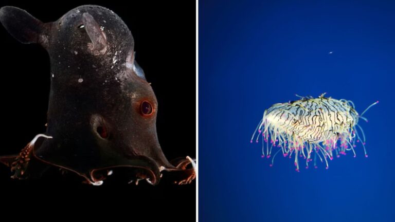 12 Mind-Blowing Deep Sea Creatures You Won’t Believe Actually Exist
