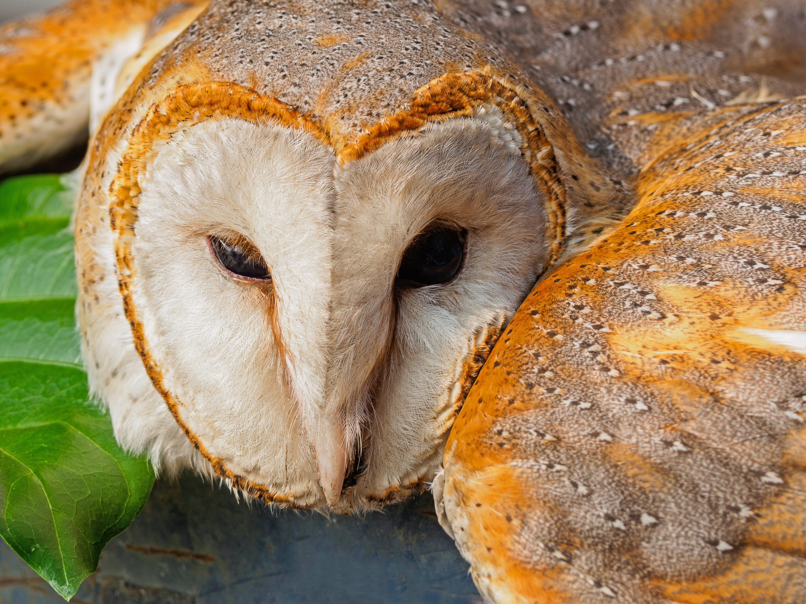 12 Most Fascinating Types Of Owls In North America