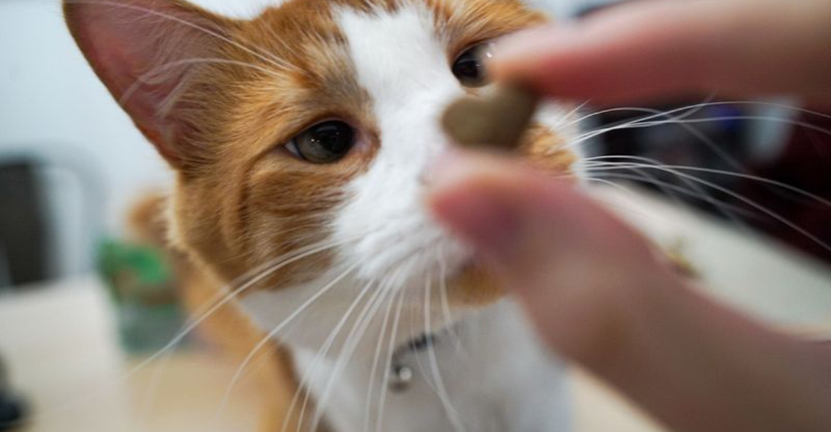 12 Nutrition Tips To Ensure A Long And Healthy Life For Your Cat