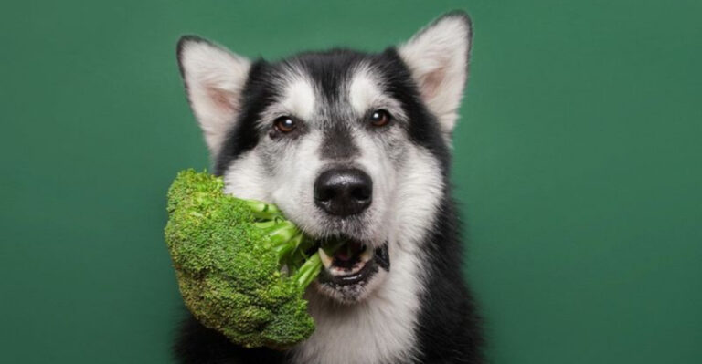 12 Nutritious Veggies That Are Safe And Delicious For Your Dog