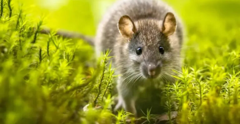 12 Rat Magnets Hiding In Your Yard Right Now