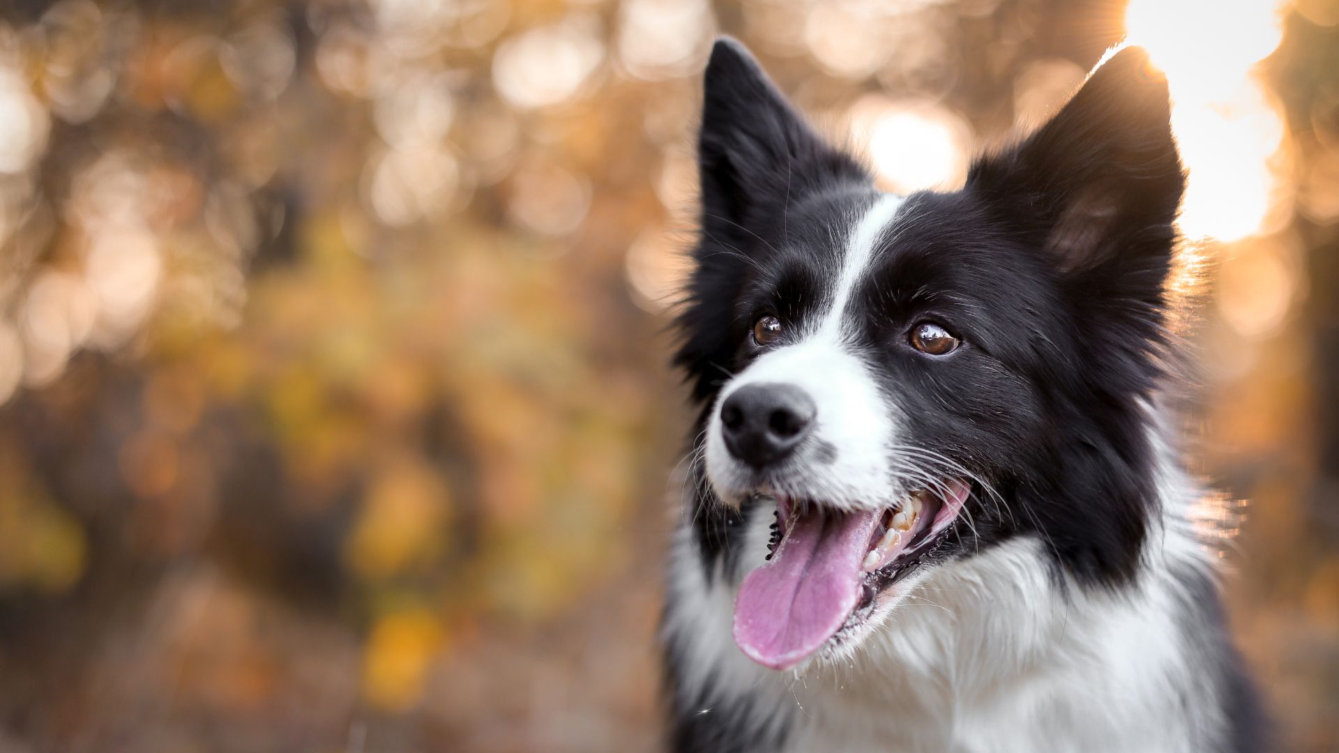 12 Reasons People Choose Purebred Dogs (That Might Make You Rethink Your Next Pup)