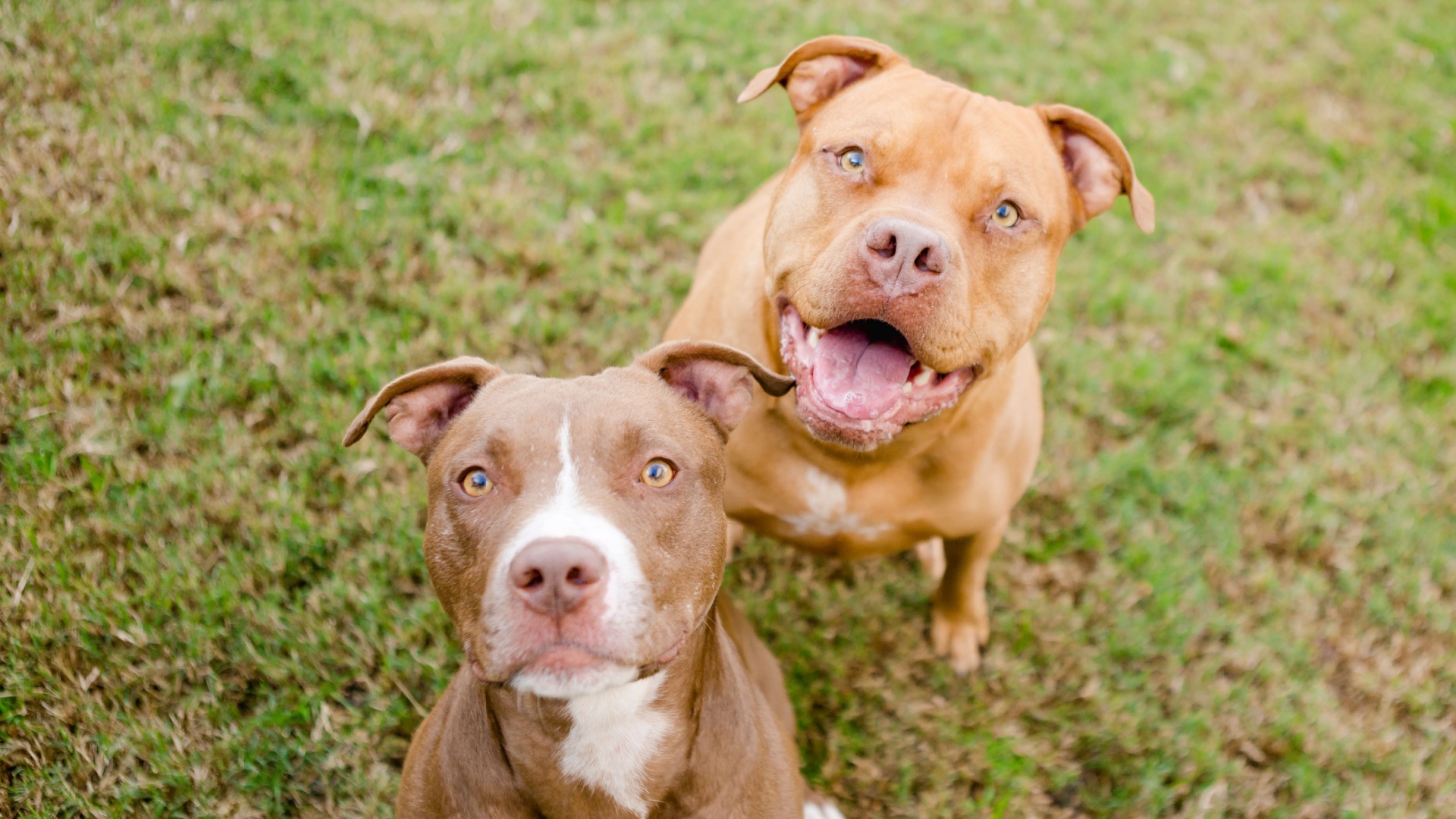 12 Reasons Pit Bulls Are The Best Guard Dogs