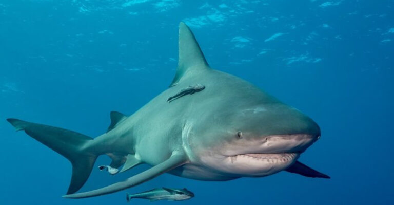 12 Shark Species You Might Meet In The Caribbean