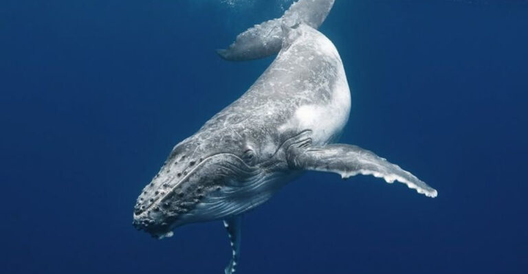 12 Shockingly Loud Animals You Didn’t Know Could Make Such Noise
