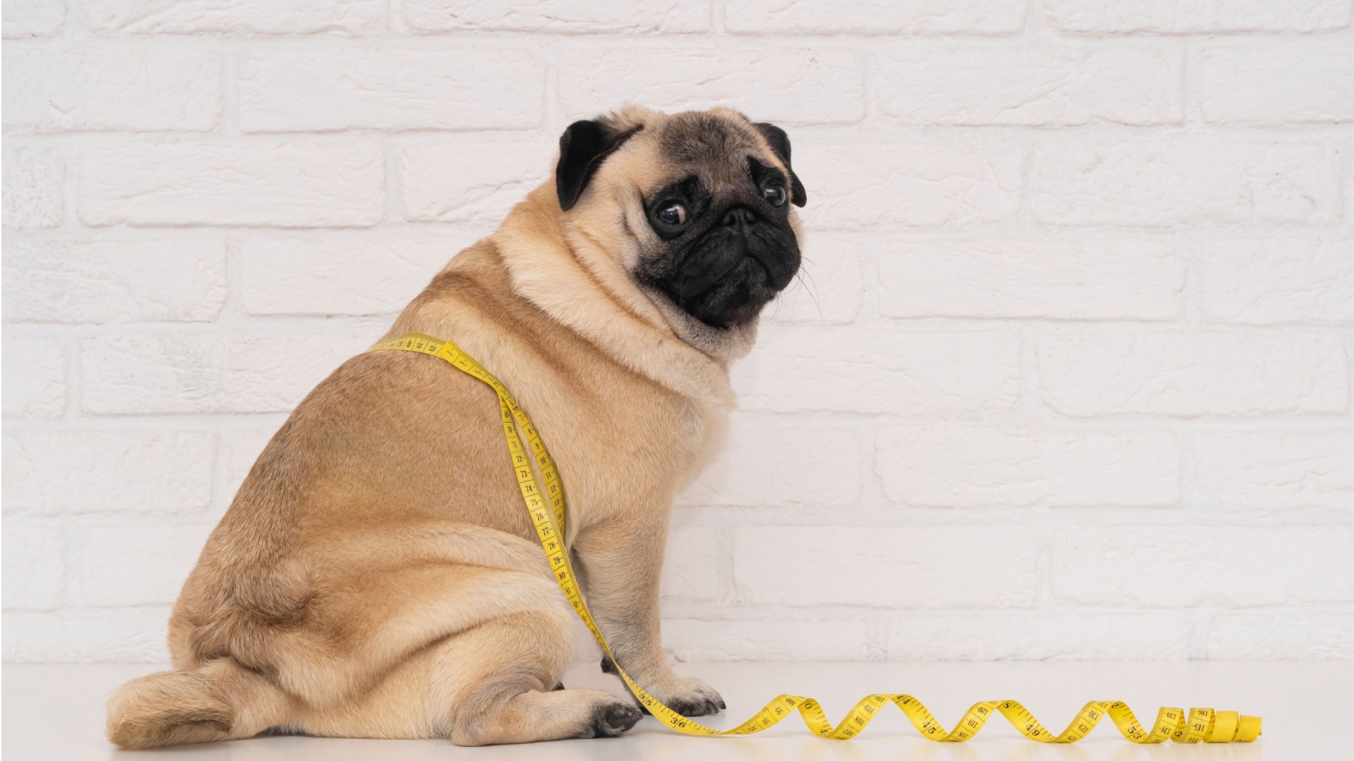 12 Signs Your Pet Might Be Overweight And How To Help