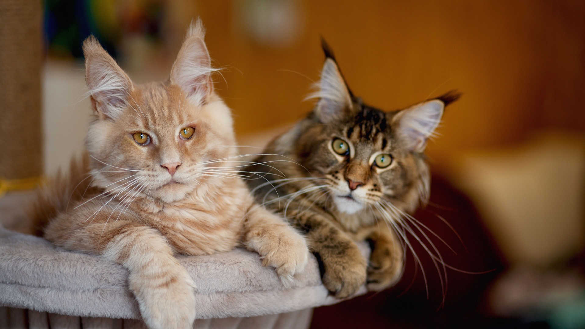 12 Strongest Pet Cat Breeds In The World