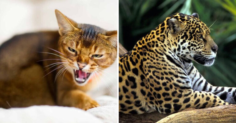 12 Surprising Differences Between Big Cats And House Cats