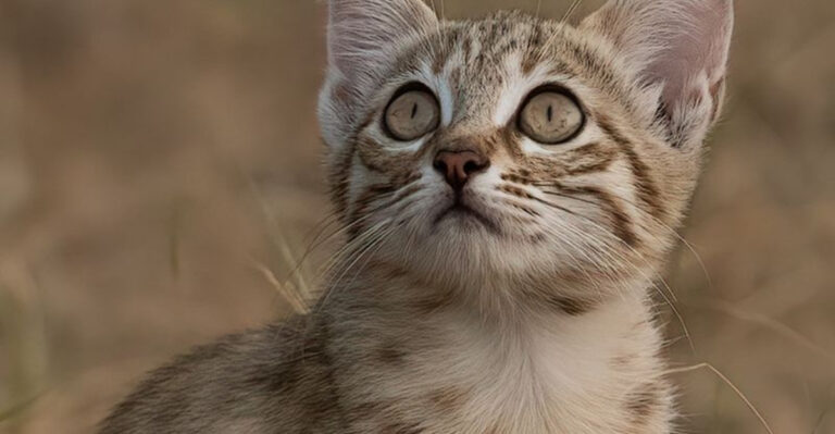 12 Surprising Facts About Animal Life In America Before Pets Became Family