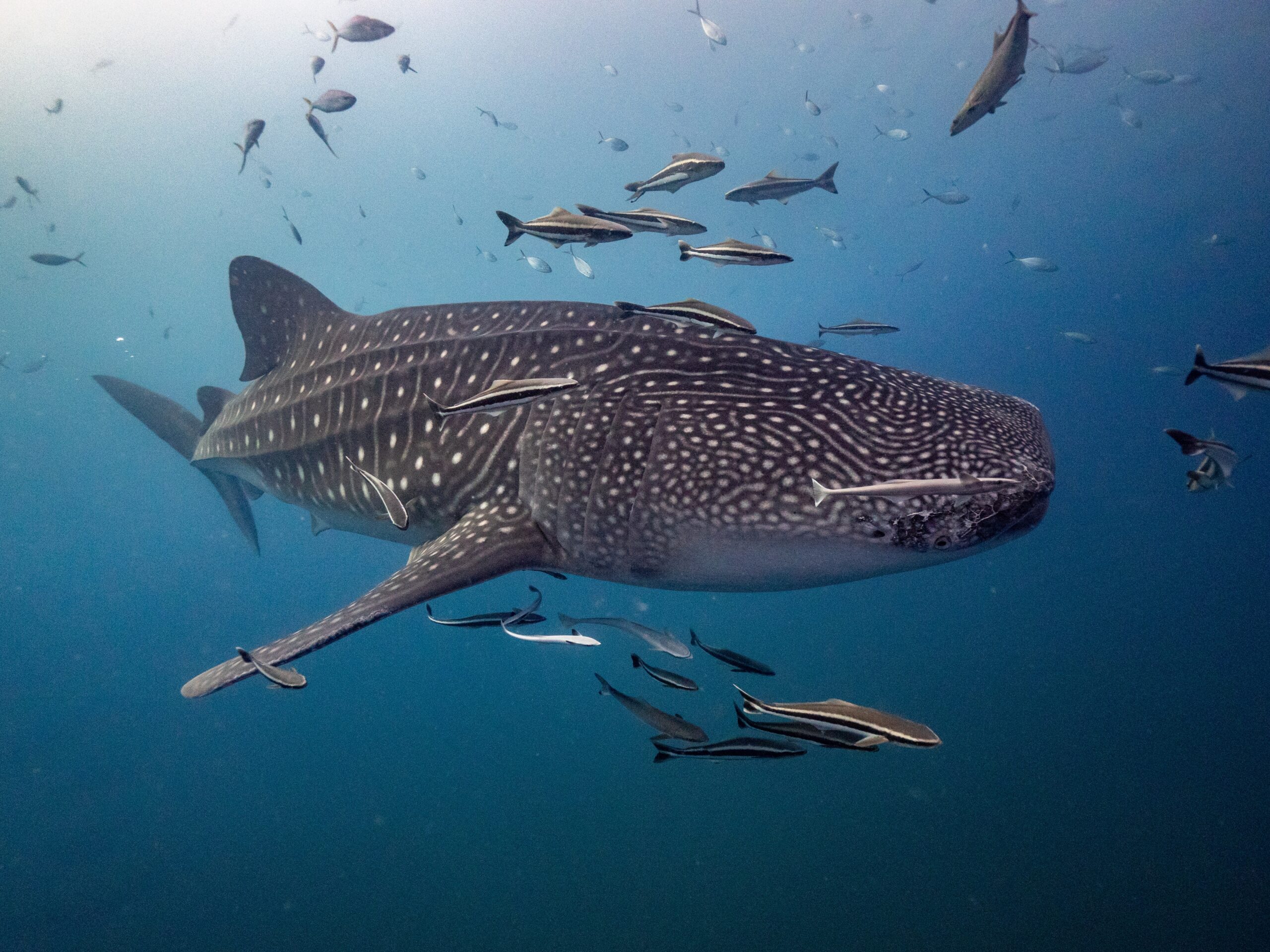 12 Surprising Whale Shark Facts You Probably Didn’t Know