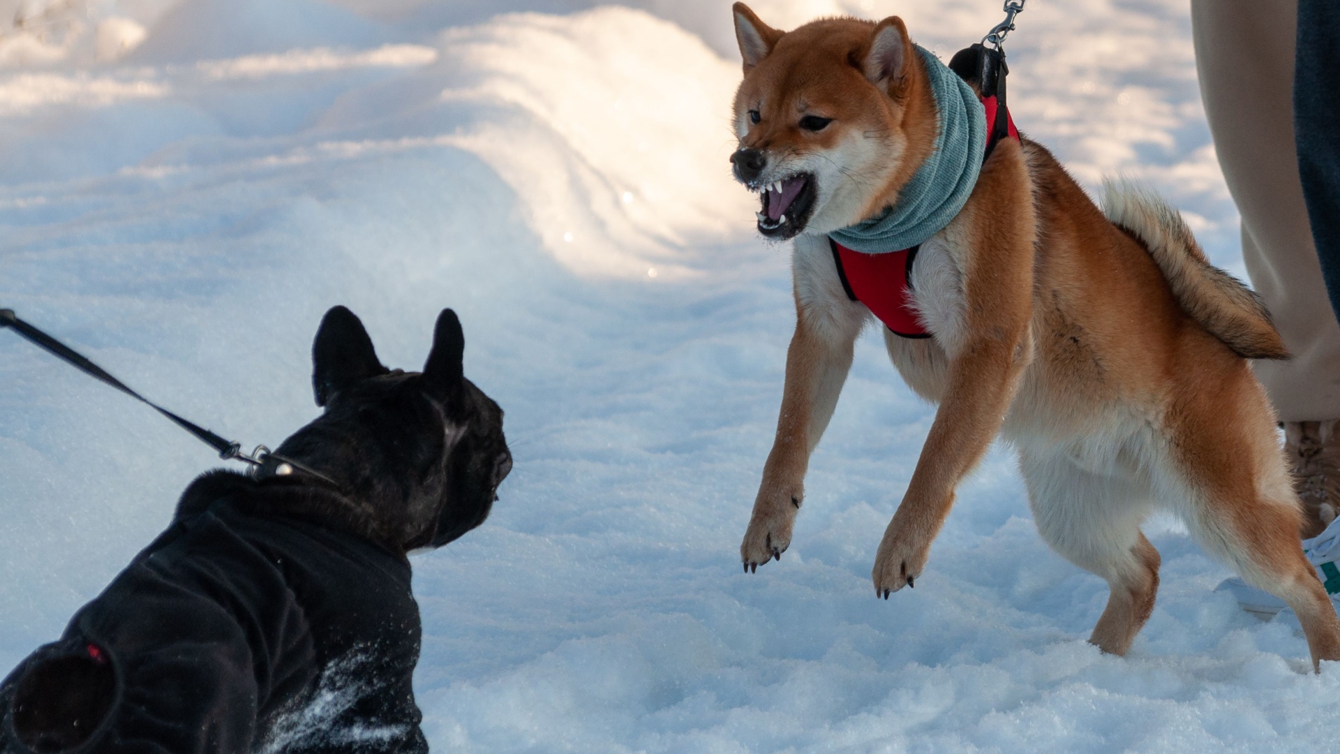 12 Tips To Prevent Your Dog From Barking At Other Dogs