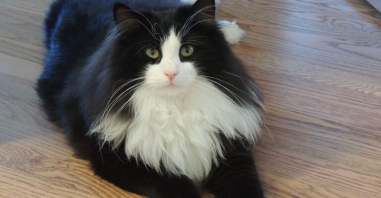 12 Tuxedo Cat Breeds That Rock The Black And White Like No Other