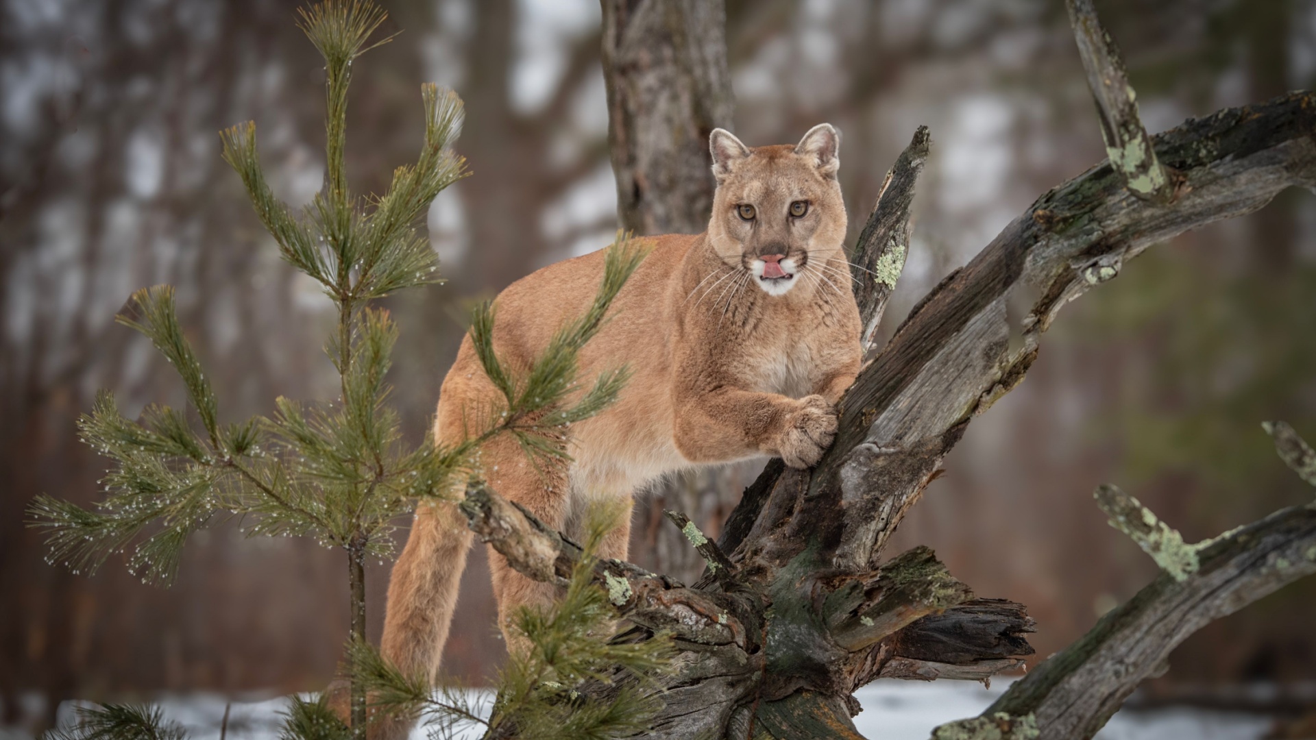 12 U.S. States Where Cougars Are Frequently Spotted