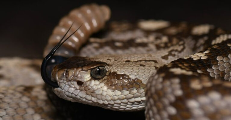 12 U.S. States With The Highest Risk Of Rattlesnakes