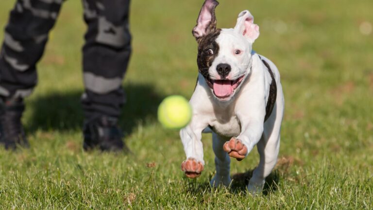 12 Ways That Will Help Cure Your Dog's Boredom