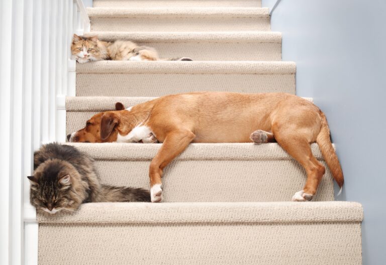 12 Ways To Keep The Peace In A Multi-Pet Household
