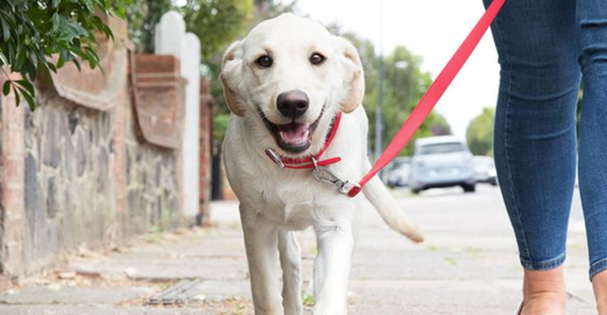 12 Ways To Make Leash Walking More Enjoyable For You And Your Dog