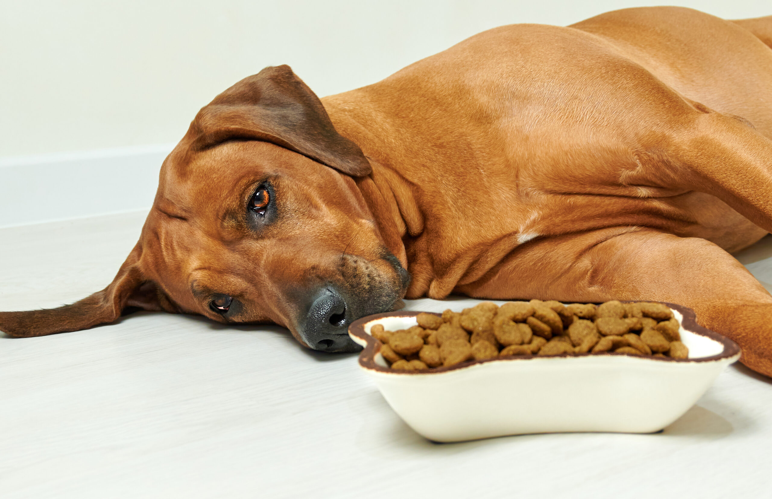 12 Ways To Relieve Digestive Discomfort In Dogs