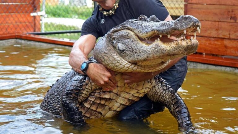 12 Wild Facts About The Largest Alligator Ever Discovered In The Mississippi