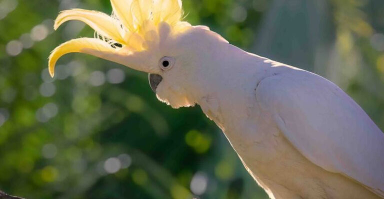 12 Amazing Birds That Can Learn To Speak And Wow You