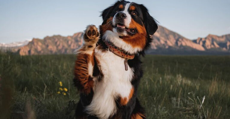12 Dog Breeds That Shed Like Crazy (But Still Capture Hearts)