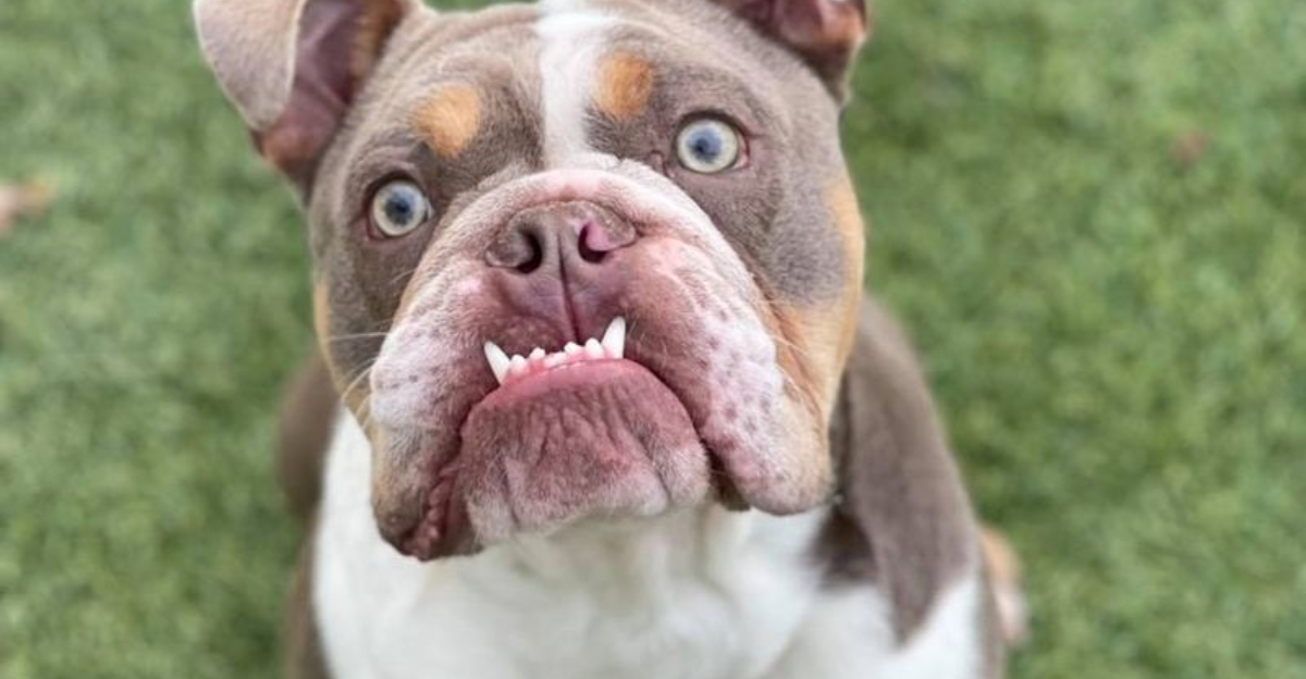 12 Dog Breeds That Struggle With Behavioral Issues And How To Manage Them