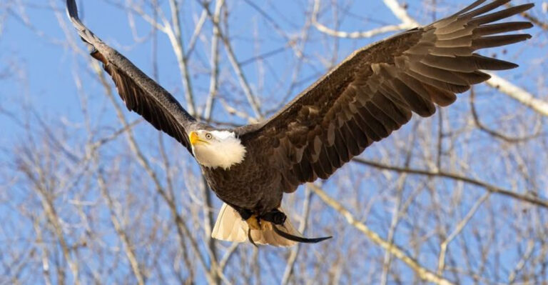 12 Fierce Predators That Target Hawks In The Wild