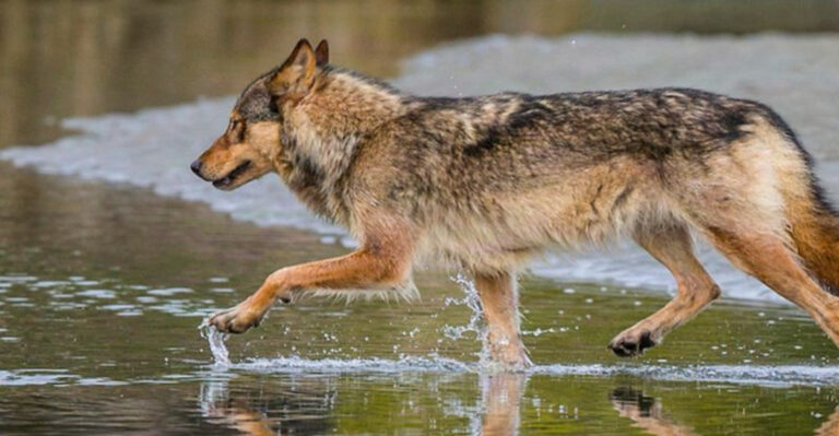 12 Intriguing Secrets Behind Canada’s Elusive Sea Wolf