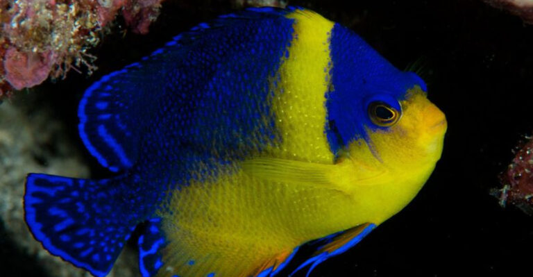 12 Lavish Fish That Cost A Fortune To Own