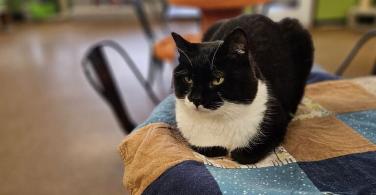 12 Secrets Behind Your Cat’s Quiet Signals And What They Mean