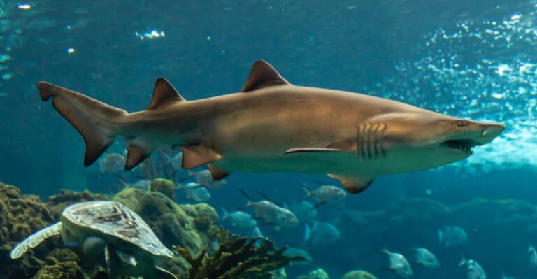 12 Sharks You’ll Find Lurking In New York’s Waters