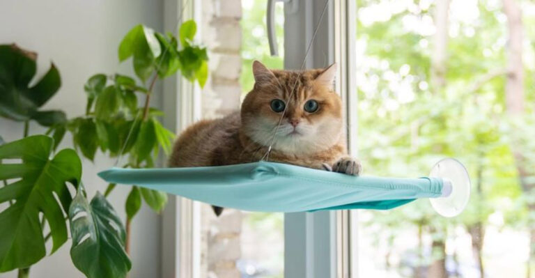 12 Smart Tips To Make Your Outdoor Cat Love Indoor Life