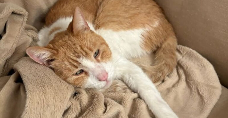 12 Telltale Signs Your Cat Might Be Developing Dementia