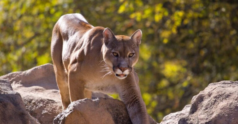 12 U.S. States With The Highest Populations Of Mountain Lions